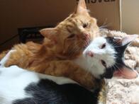 1 orange cat cuddling a black and white cat