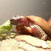 tortoise eating salad