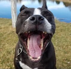 dog yawning in park